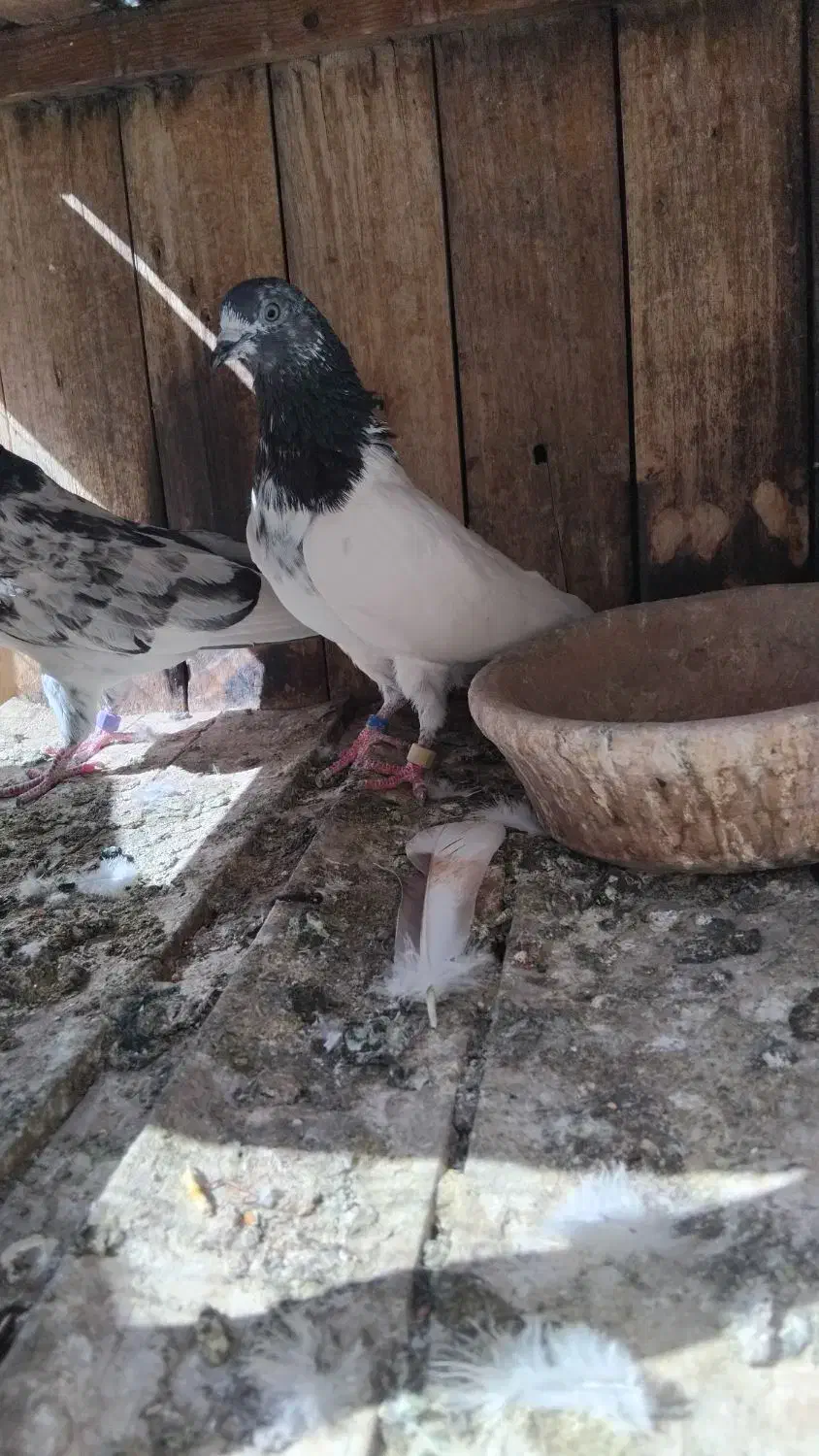 کفترتیدی اصلی|پرنده|قم, الوندیه و گذر صادق|دیوار