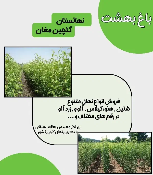 نهالستان گلچین مغان|خدمات باغبانی و درختکاری|پارس‌آباد, |دیوار