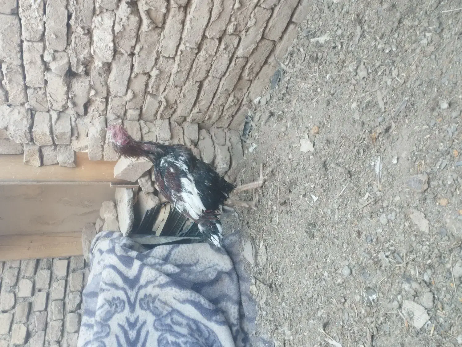 جوجه خروس لاری دنگ بالا|حیوانات مزرعه|نیشابور, شهید جعفری|دیوار