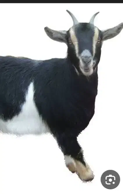 بز گمشده بنه گز سه شنبه شب|حیوانات|اهرم, |دیوار