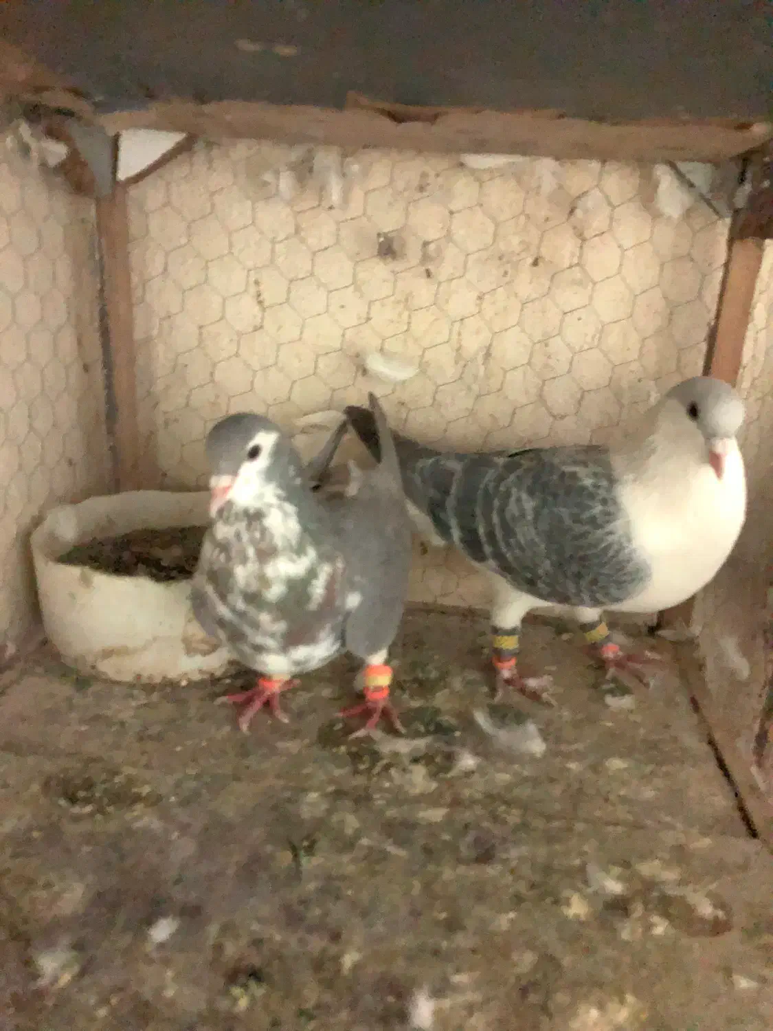 کفتر ساده مگسی|پرنده|مشهد, امیرآباد|دیوار