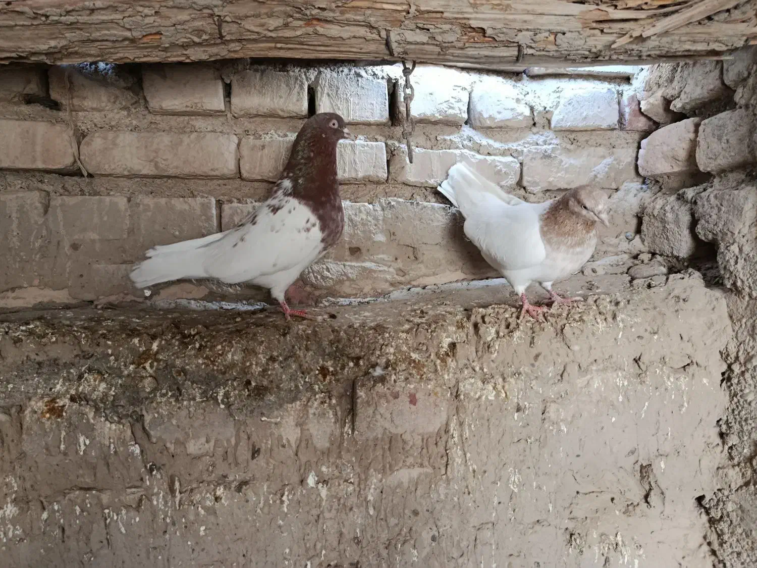 دو جفت کله ای|پرنده|هامون, |دیوار