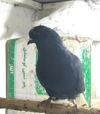 زاغ دم سفید|پرنده|تهران, علم و صنعت|دیوار