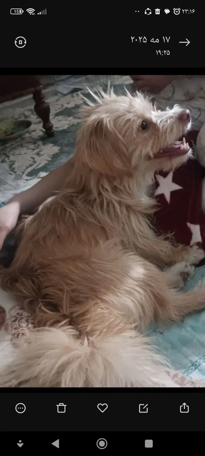 سگ نر تریر|سگ|تهران, مهرآباد|دیوار