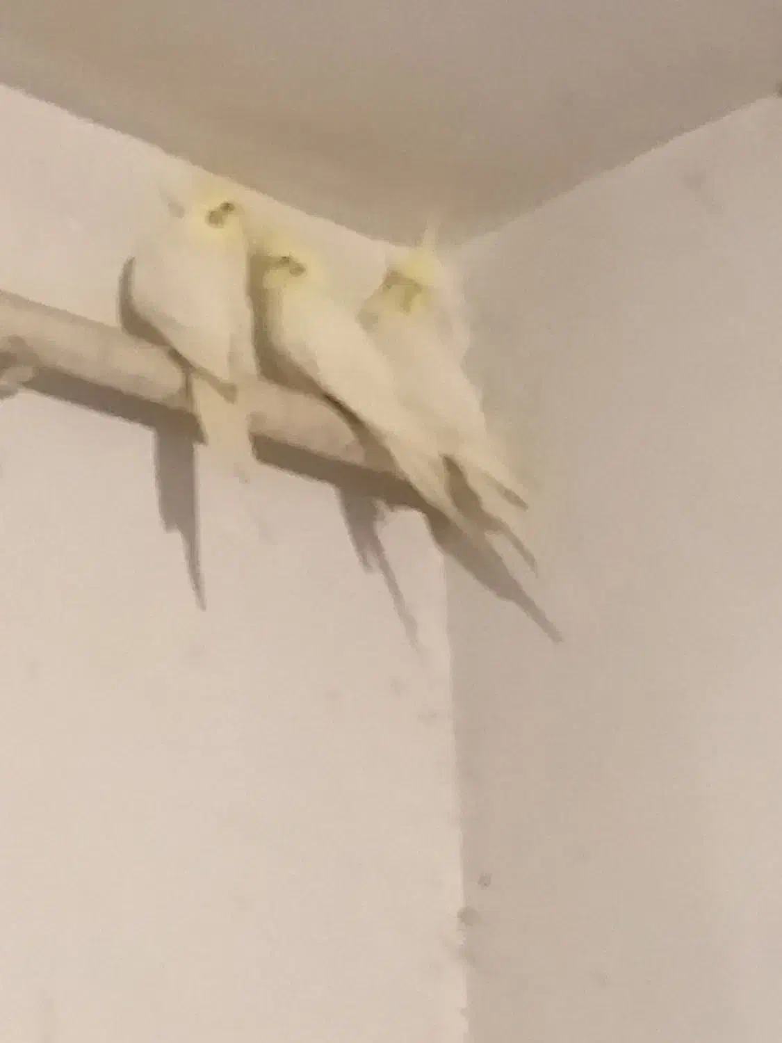 عروس هلندی مولد نر و ماده (سفید لوتینو)|پرنده|رشت, حمیدیان|دیوار