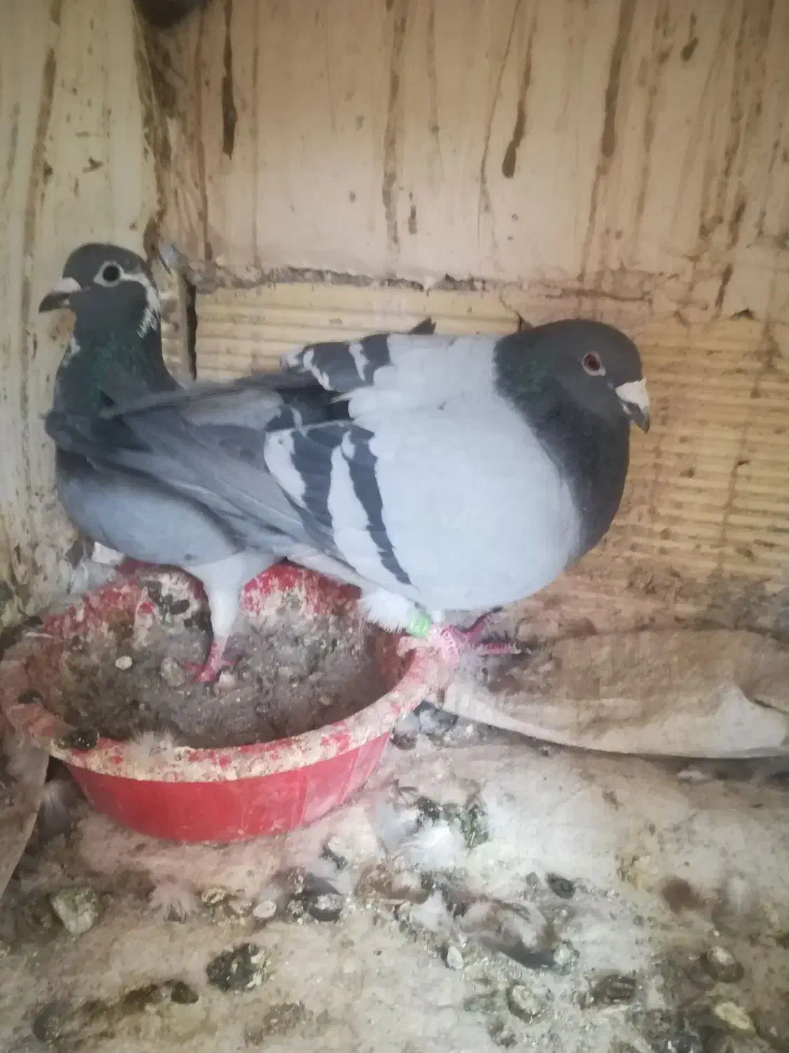 کبوتر|پرنده|مراغه, |دیوار