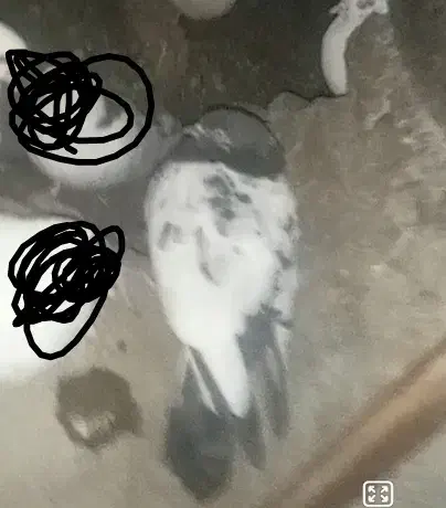 کبوتر گم کردم|حیوانات|شاهرود, |دیوار