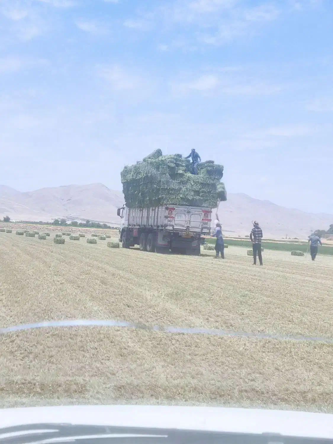 یونجه .کلش .جو درجه یک|لوازم جانبی حیوانات|اشکذر, |دیوار