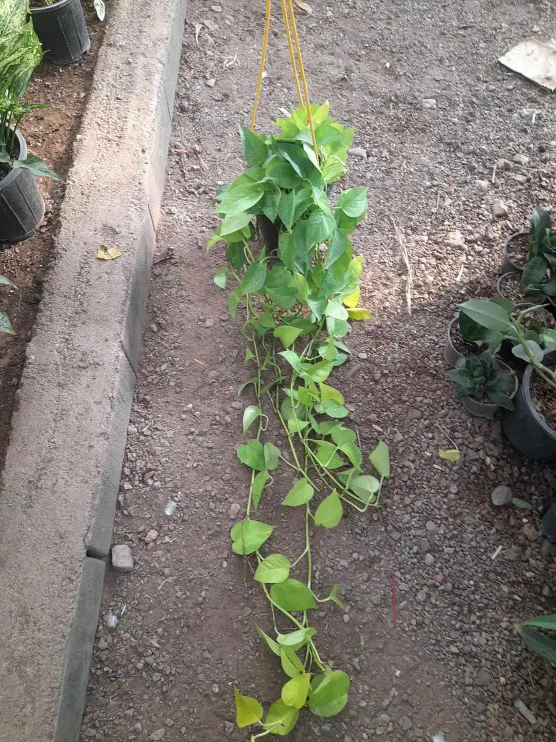 دیفن باخیابرگ پهن از۱۵۰تا۸۵۰|گل و گیاه طبیعی|تربت جام, تیپ ۳۸ زرهی تربت جام|دیوار