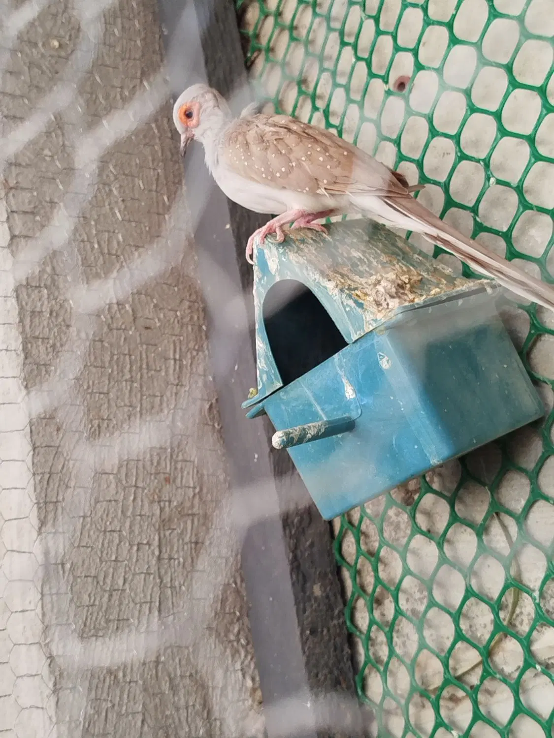 کبوتر|پرنده|راور, |دیوار