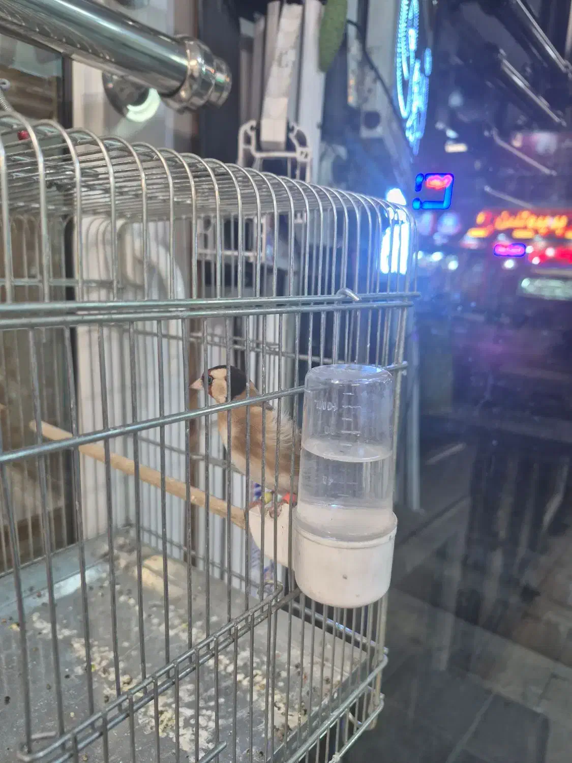 سهره متولد قفس زیر دهن ایوب رحمتی|پرنده|تهران, حر|دیوار