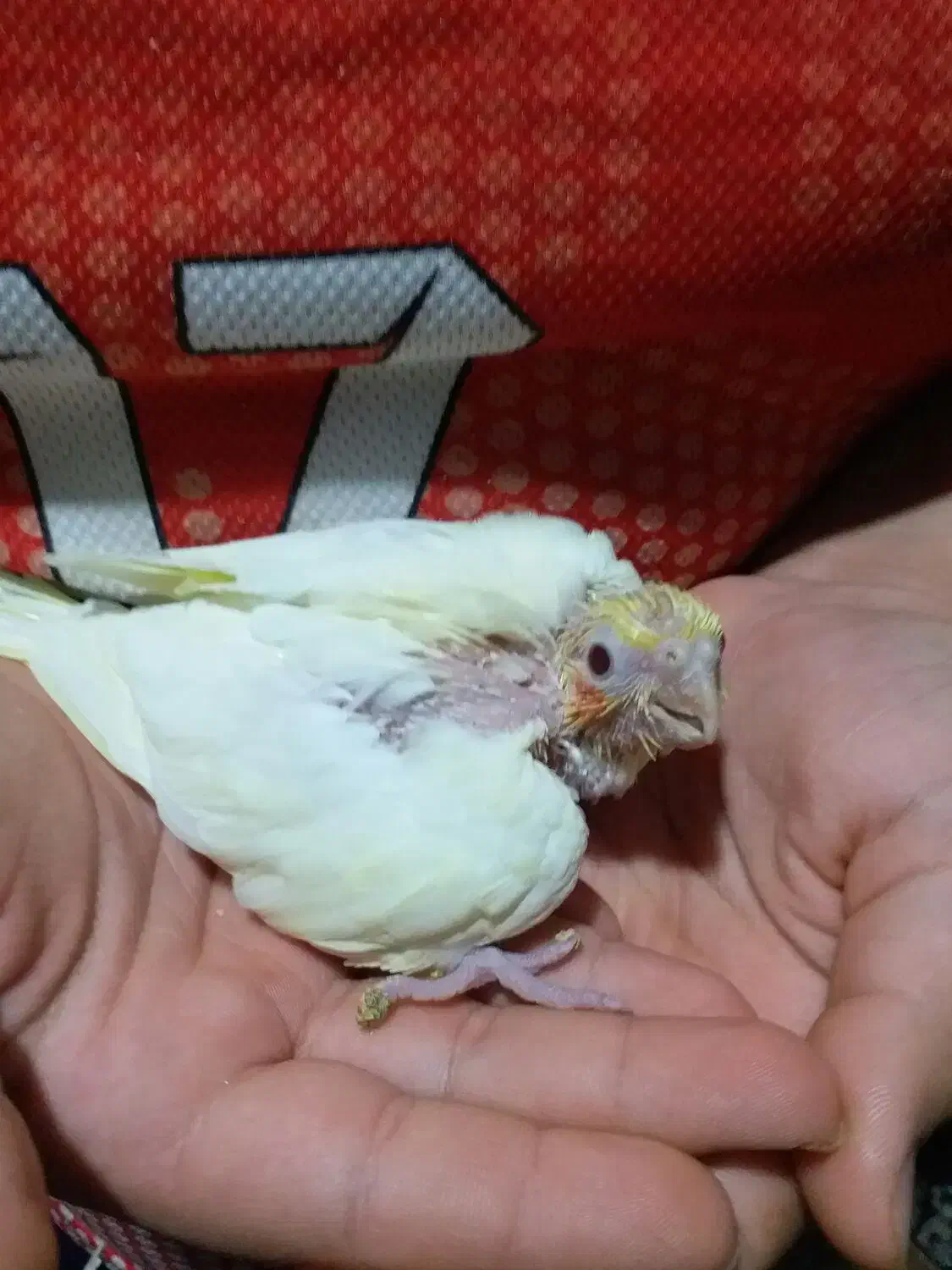 جوجه عروس هلندی لوتینیو|پرنده|خرمشهر, |دیوار