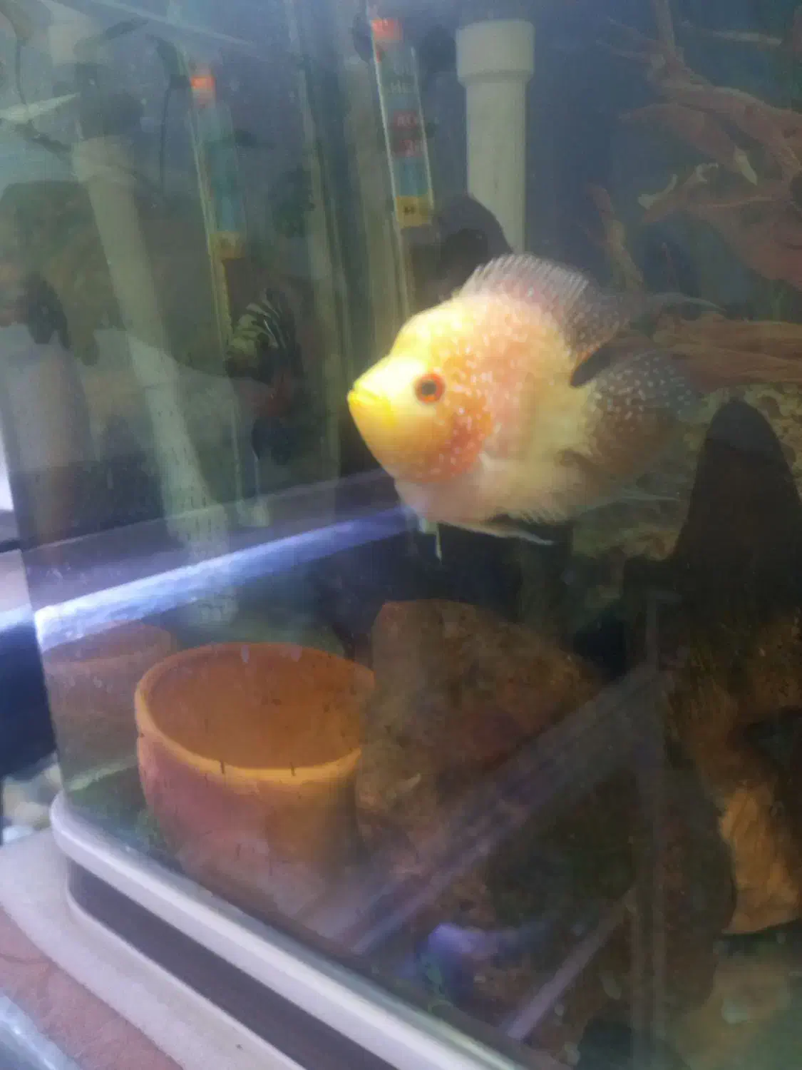 جوجه فلاور باکس ۲۰روزه.کت چوبی فنکوس کلمبیا|ماهی|ارومیه, |دیوار