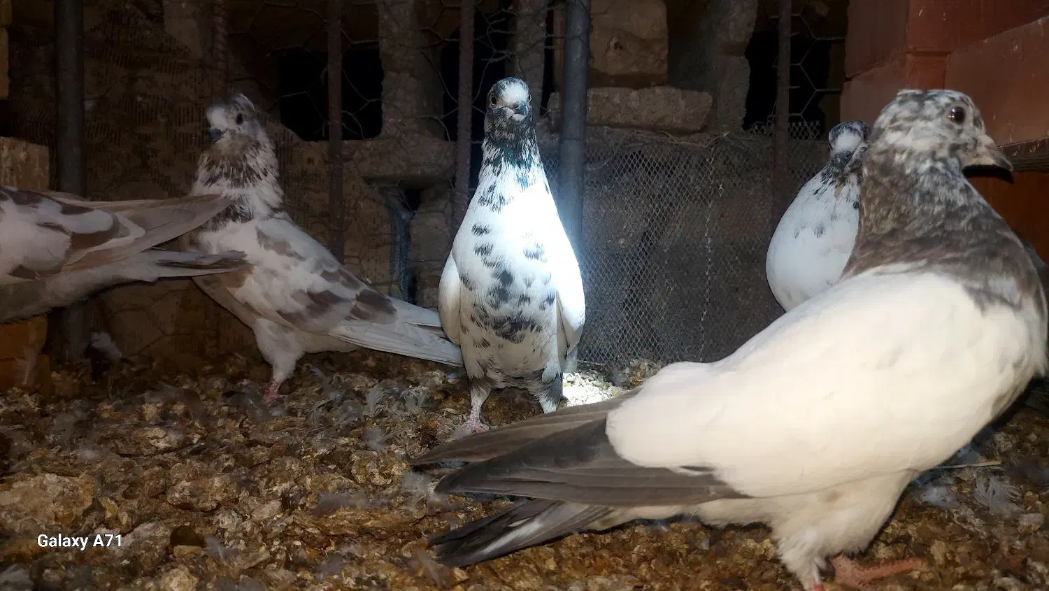 کفتر پرشی خوب|پرنده|حاجی آباد, |دیوار