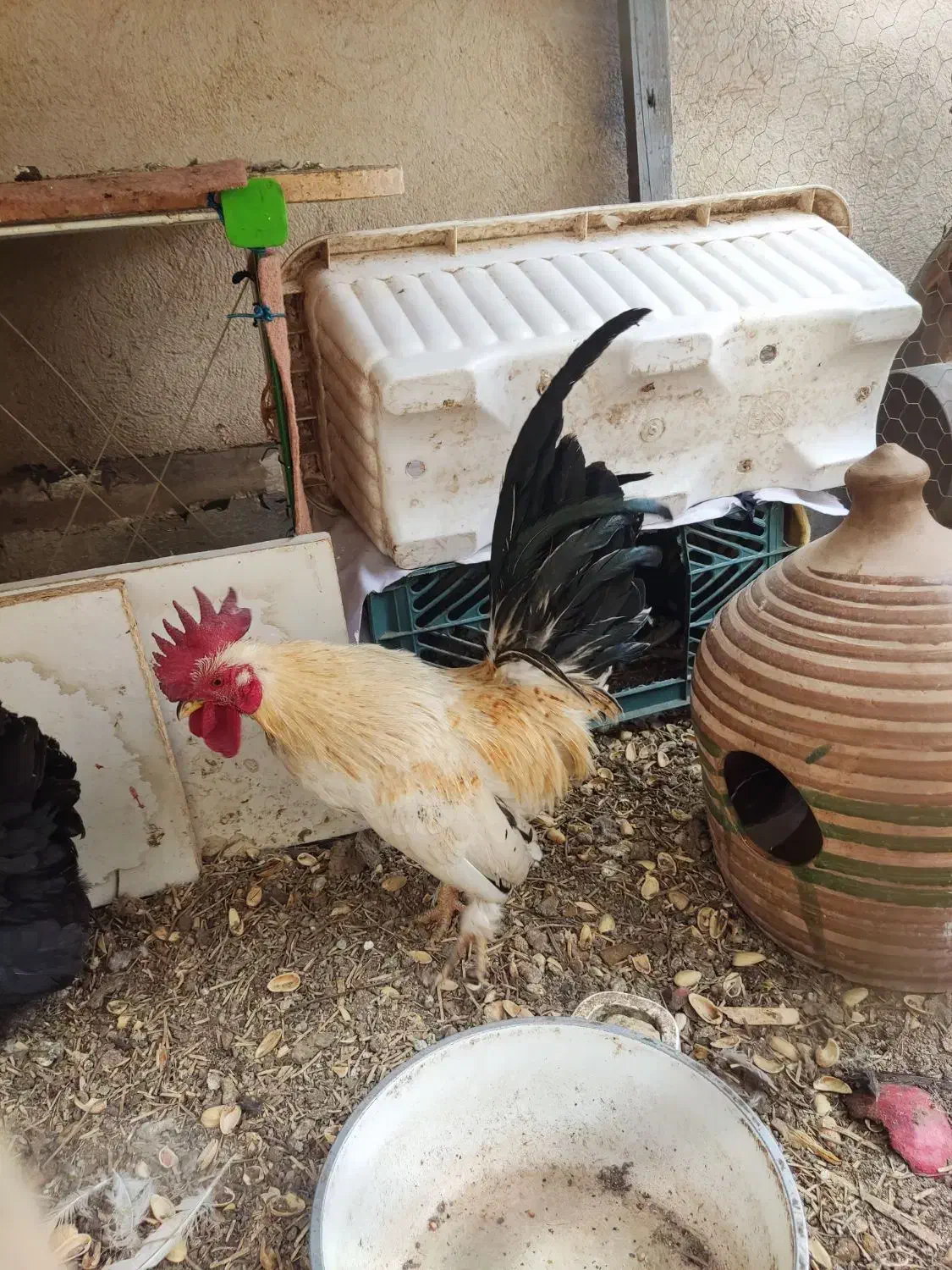 تخم نطفه دار مرغ جاپنیز|حیوانات مزرعه|قم, حاج زینل|دیوار