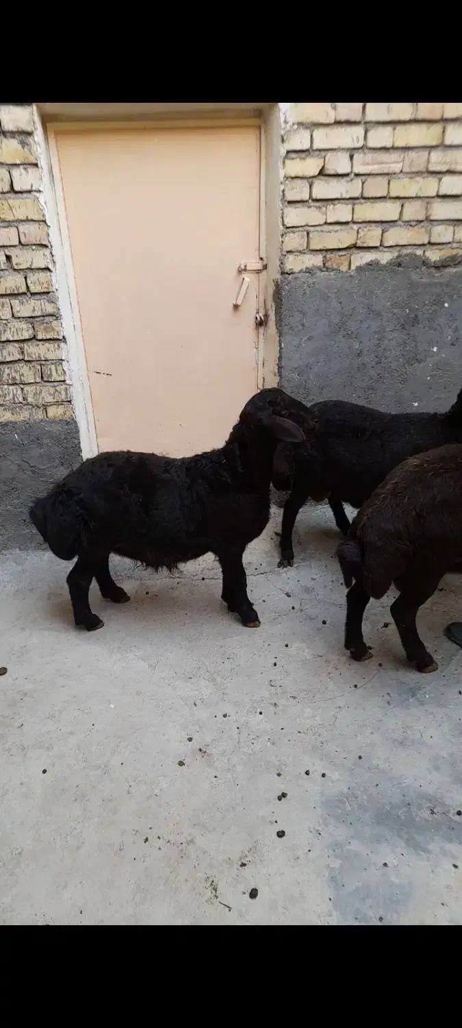 بره نر قزل لخت|حیوانات مزرعه|سارال, |دیوار