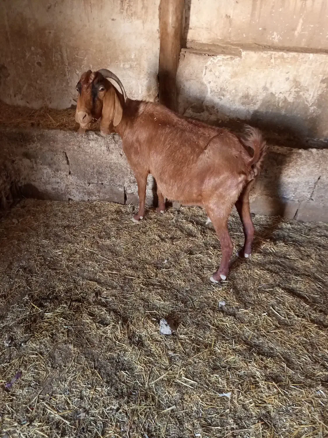 یک عددبزماده آبستن نگه داری|حیوانات مزرعه|خواجه, |دیوار