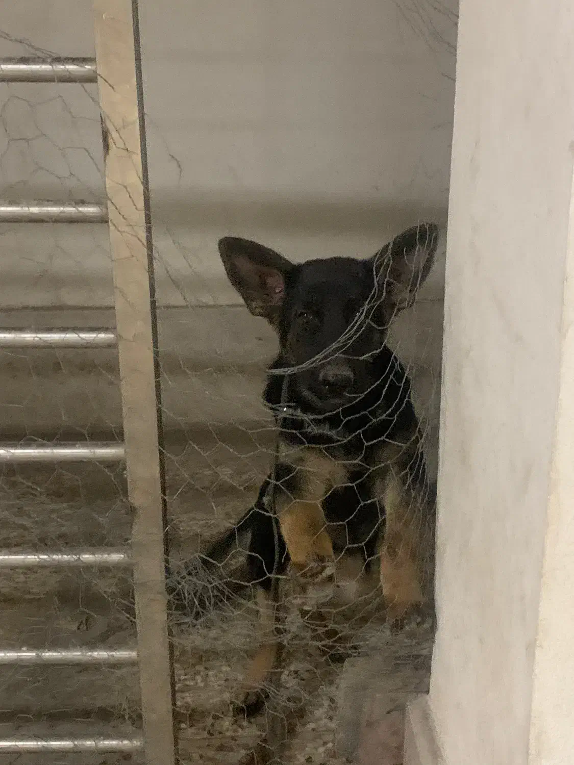 سگ ژرمن شولاین شناسنامه دار|سگ|گنبد کاووس, |دیوار