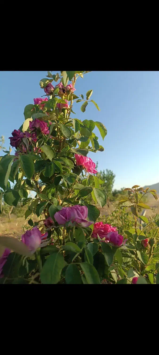 فروش چاه کشاورزی  با متعلقات کامل|فروش زمین و ملک کلنگی|بهمن صغاد, |دیوار