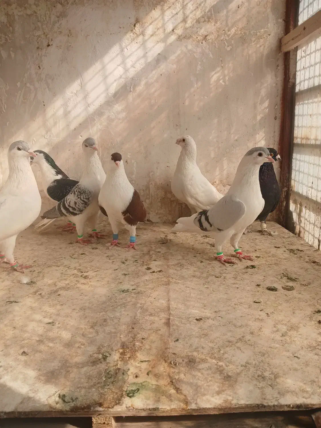 چپ ساده قلدور|پرنده|شاندیز, |دیوار