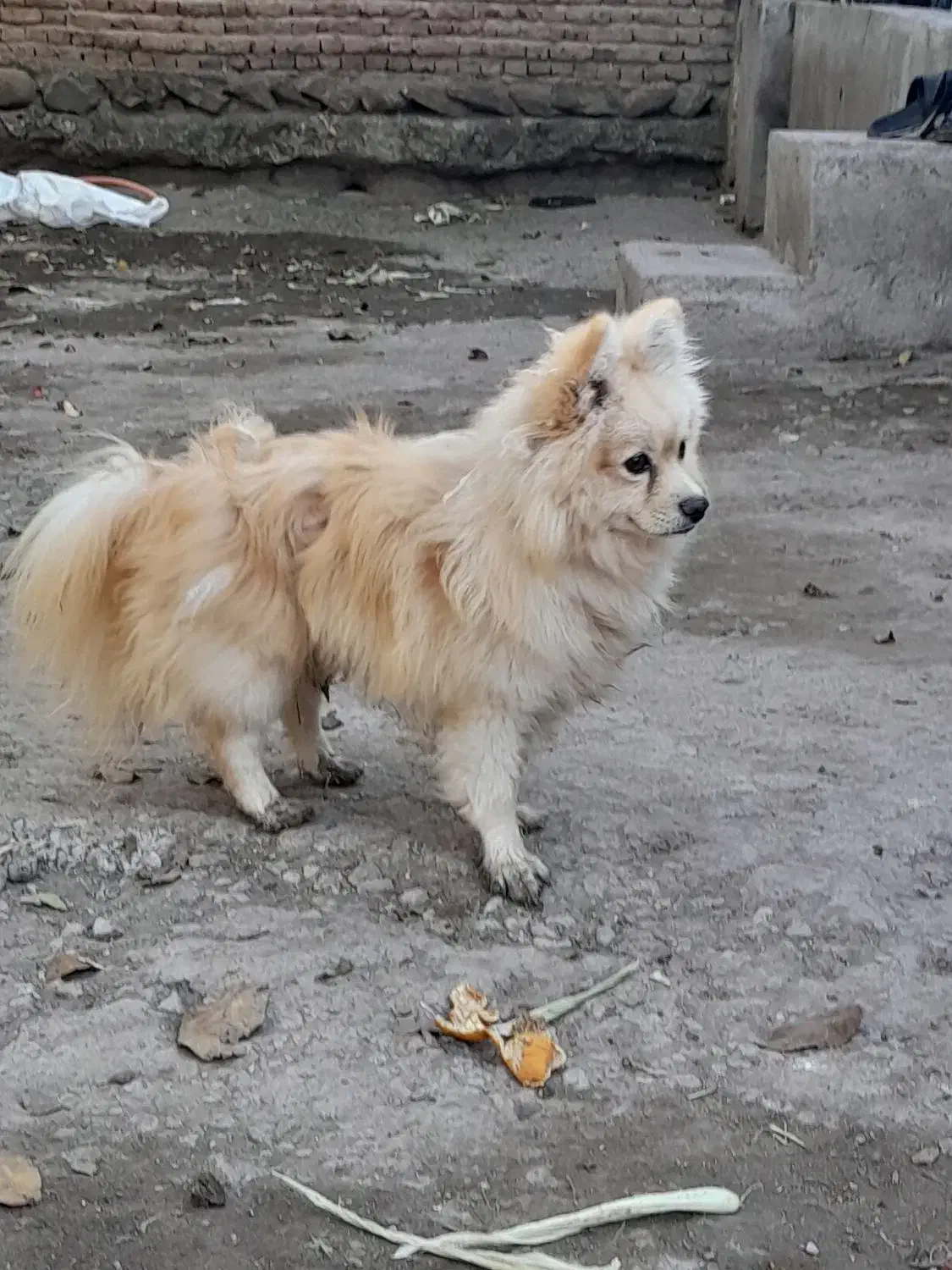 توله سگ نر دوساله|سگ|اردبیل, |دیوار