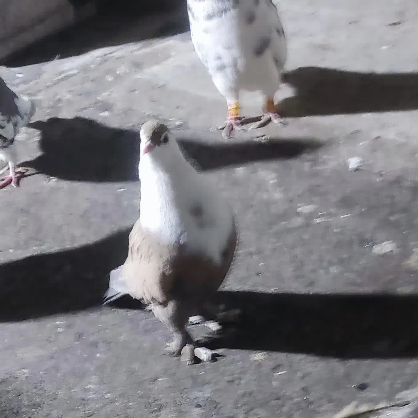 مخمل|پرنده|شیراز, سعدیه شمالی|دیوار