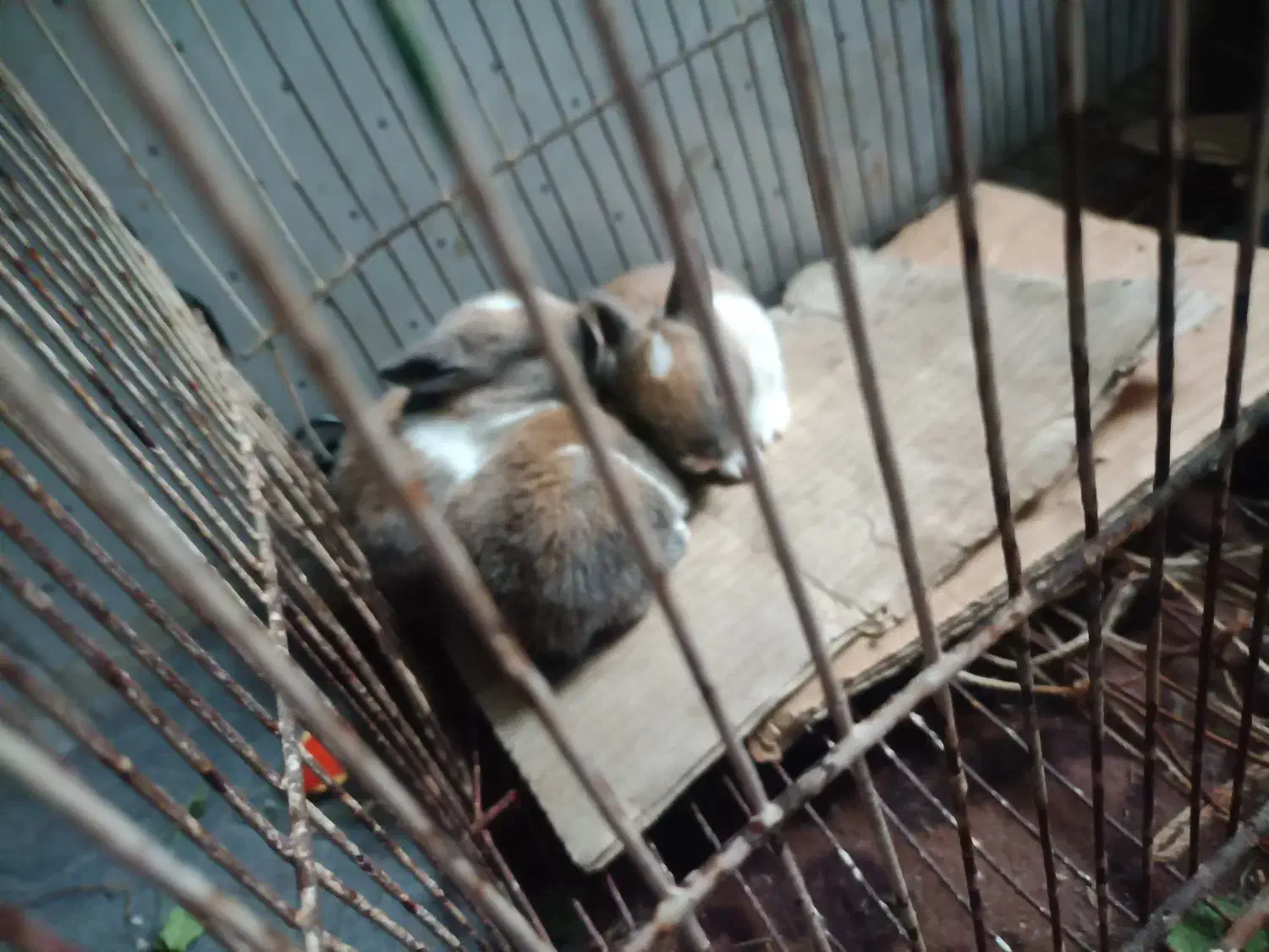 خرگوش فروشی|موش و خرگوش|بندر ماهشهر, |دیوار