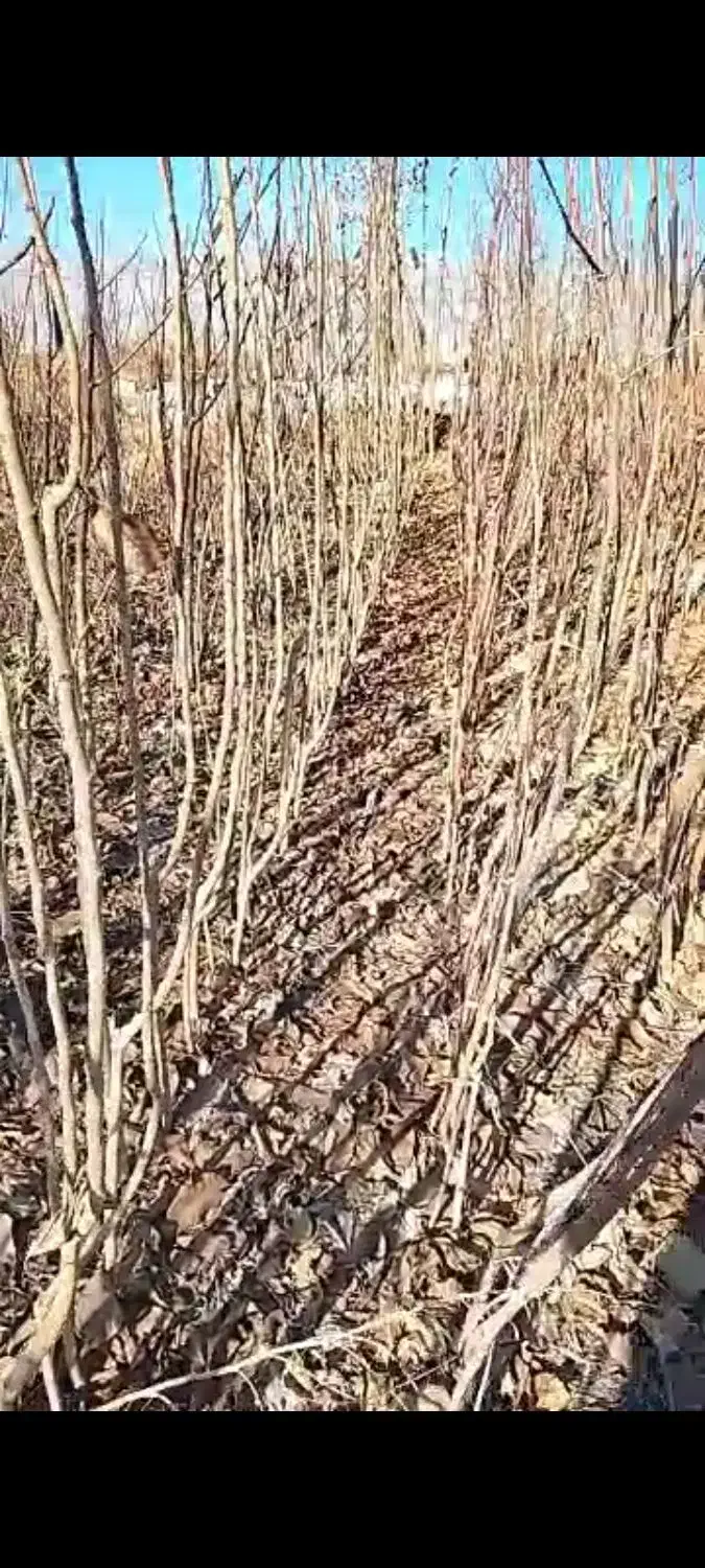 توت دوساله و سه ساله|گل و گیاه طبیعی|شاندیز, |دیوار