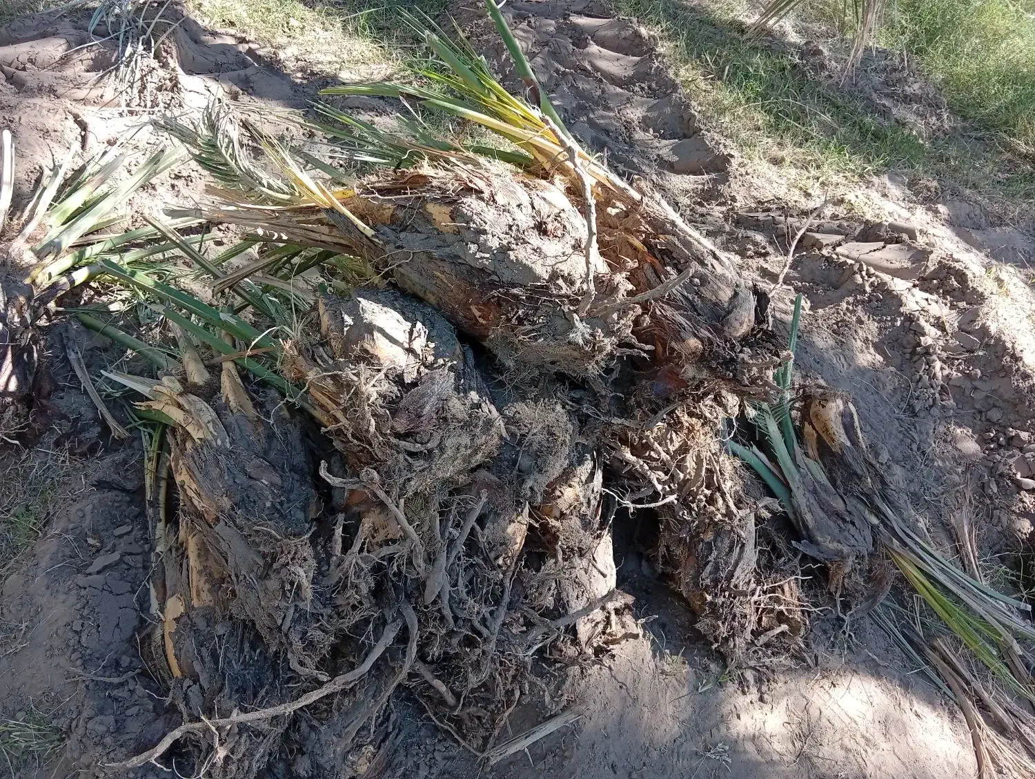 پاجوش|گل و گیاه طبیعی|گنبکی, |دیوار