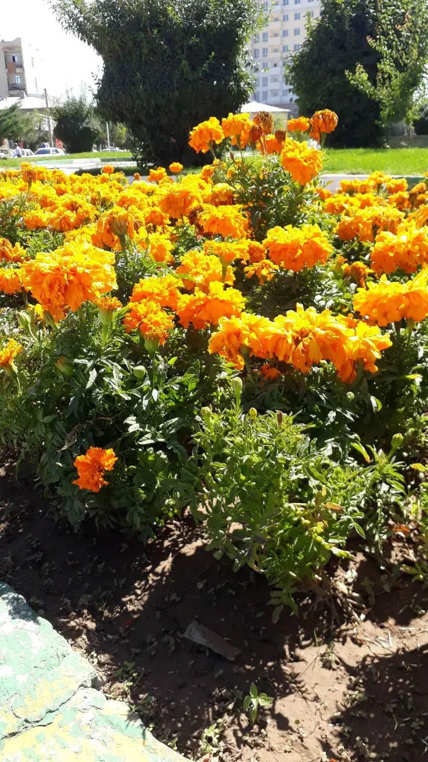 نظافت راه پله وپارکینگ، حیاط|خدمات نظافت|اردبیل, |دیوار