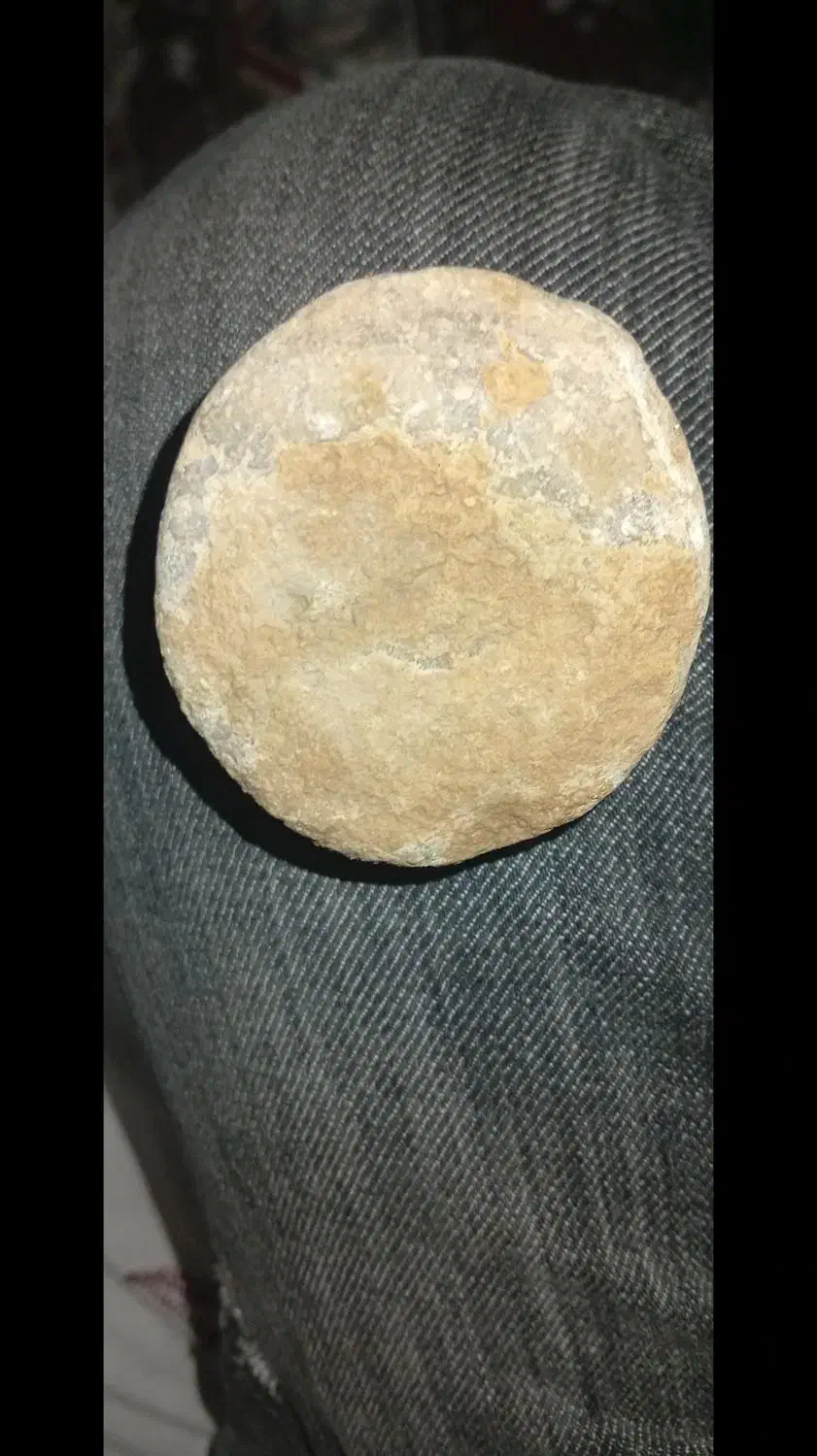 فروش فسیل نادر و زیبا|کلکسیون اشیاء عتیقه|داراب, |دیوار