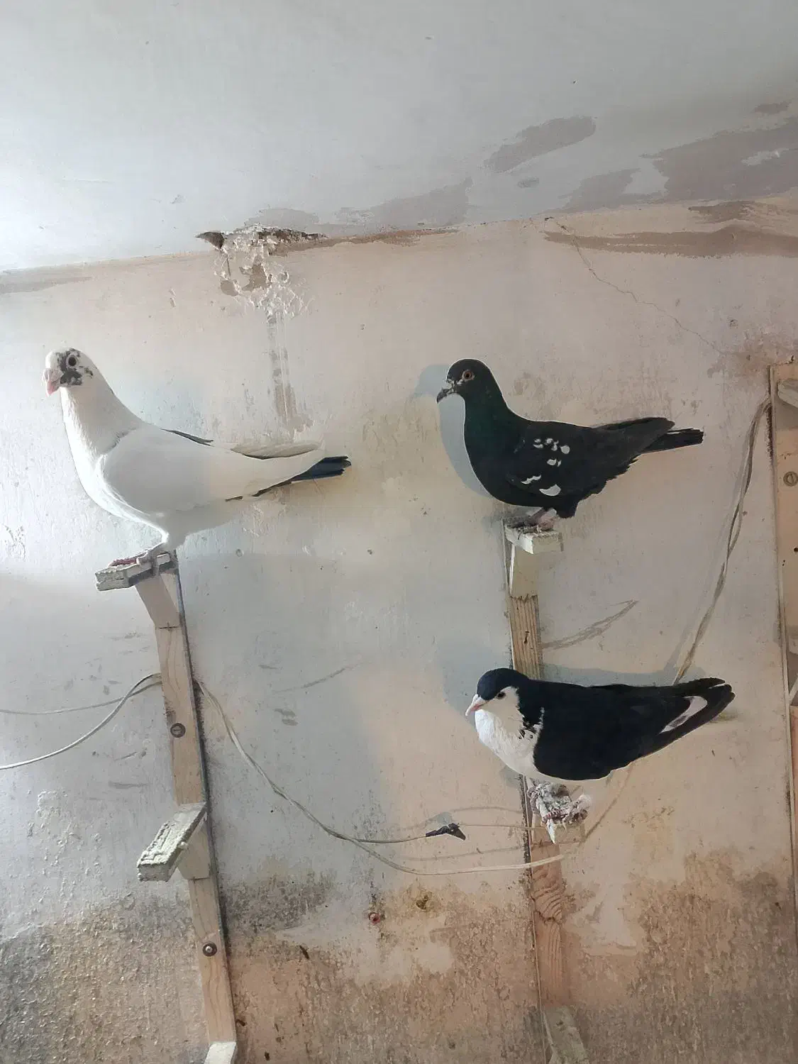 کبوتر صید|پرنده|مشهد, کوشش|دیوار