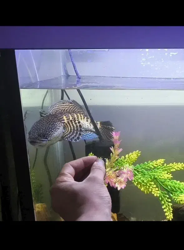 چانا گلدن کبری فین|ماهی|بندر انزلی, کلیور|دیوار