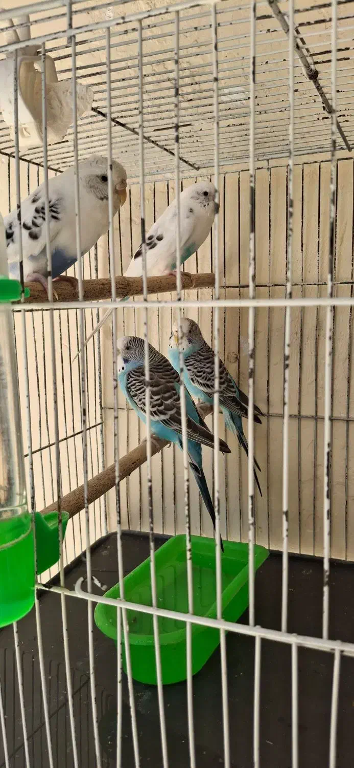 مرغ عشق جوان|پرنده|قزوین, |دیوار