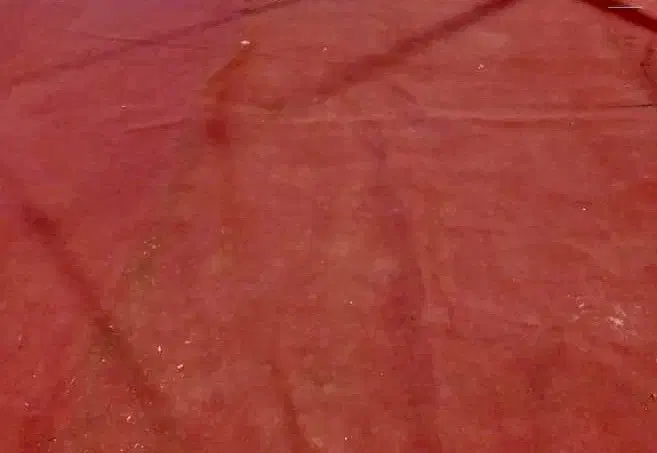 موکت قرمز نمایشگاهی|موکت|ساری, |دیوار