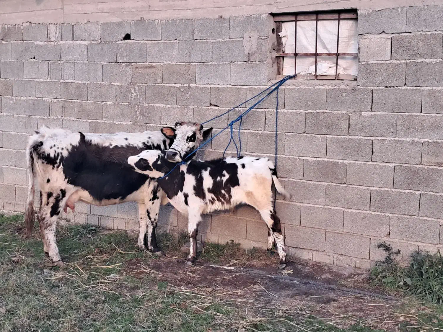 گاو دورگ محلی حامله همراه گوساله نر دورگ سیاه سفید|حیوانات مزرعه|ماسال, |دیوار