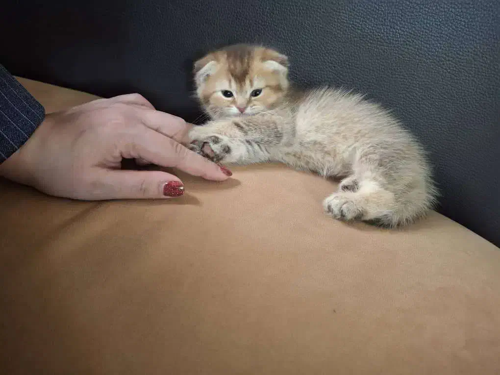 پیشی اسکاتیش فولد نر ۲ ماهه|گربه|تهران, کوی بیمه|دیوار