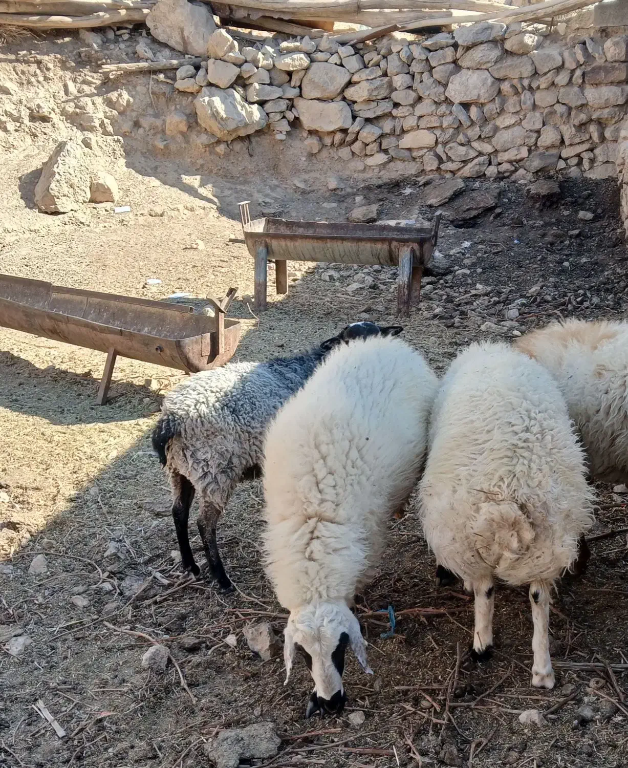 بره قوچ رومانوف|حیوانات مزرعه|کاشان, شهرک صنعتی راوند|دیوار