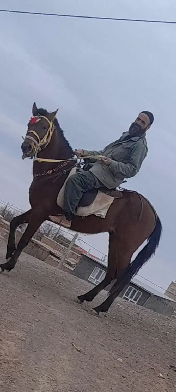 کره اسب ۲سال نرون خوشتیپ|اسب و تجهیزات اسبسواری|تربتحیدریه, بازار|دیوار