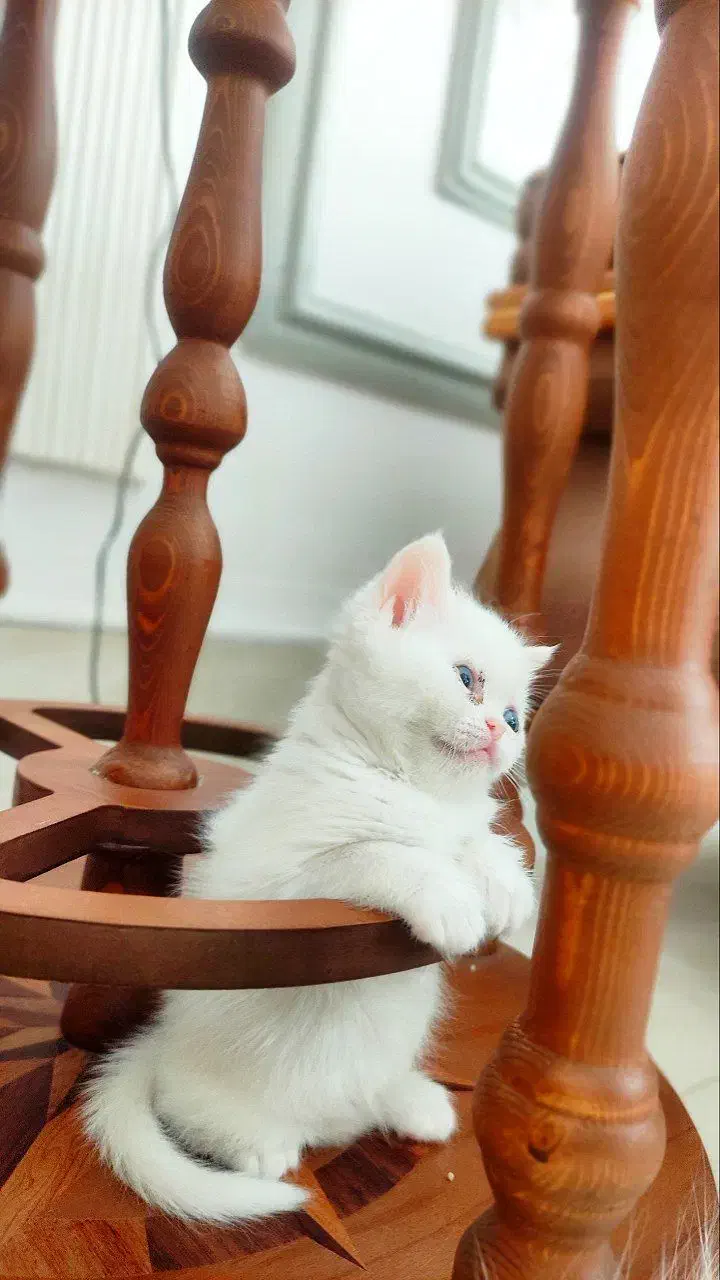 واگذاری توله پرشین و پرشین بالغ|گربه|تربت‌حیدریه, حسنی بالا|دیوار