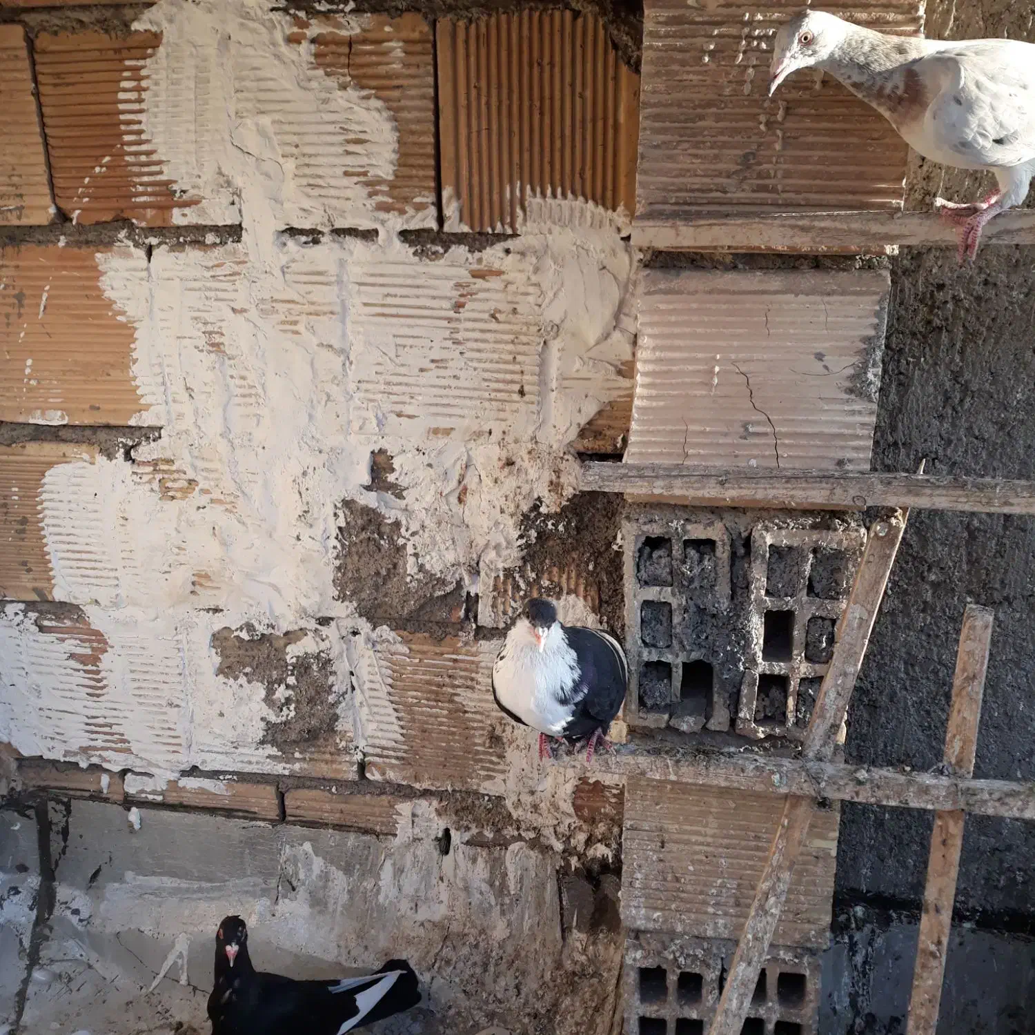 زیل دورگه اصل|پرنده|لنجان, |دیوار