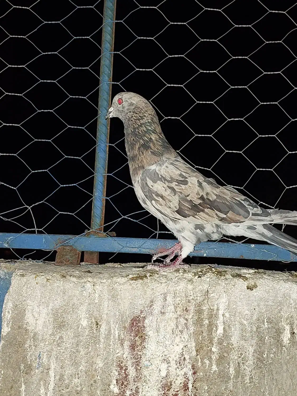 کفتر سرور|پرنده|یزد, |دیوار