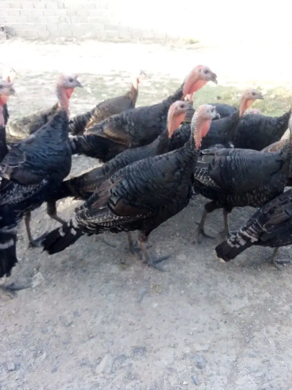 بوقلمون برنز|حیوانات مزرعه|مشهد, نیزه|دیوار