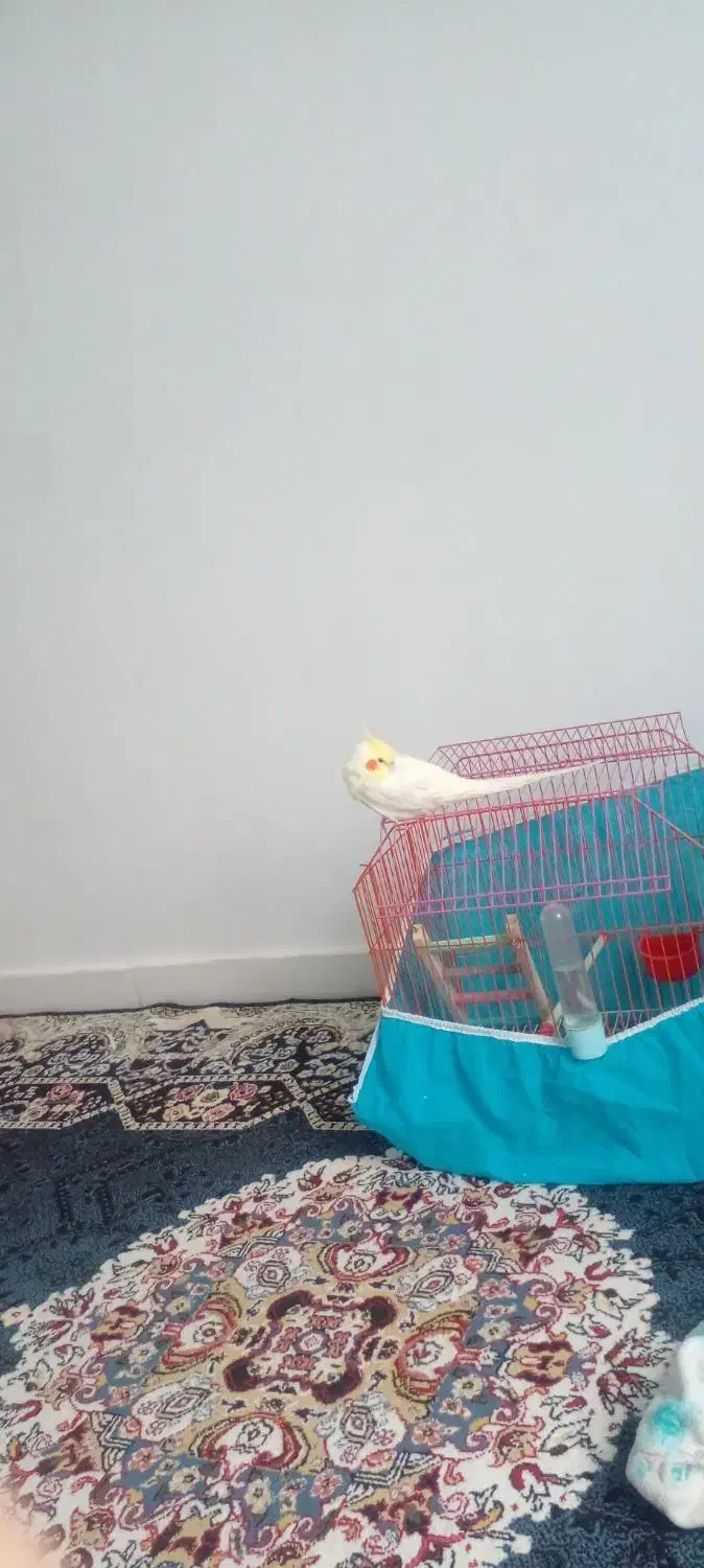 طوطی عروس نر|پرنده|رودسر, |دیوار