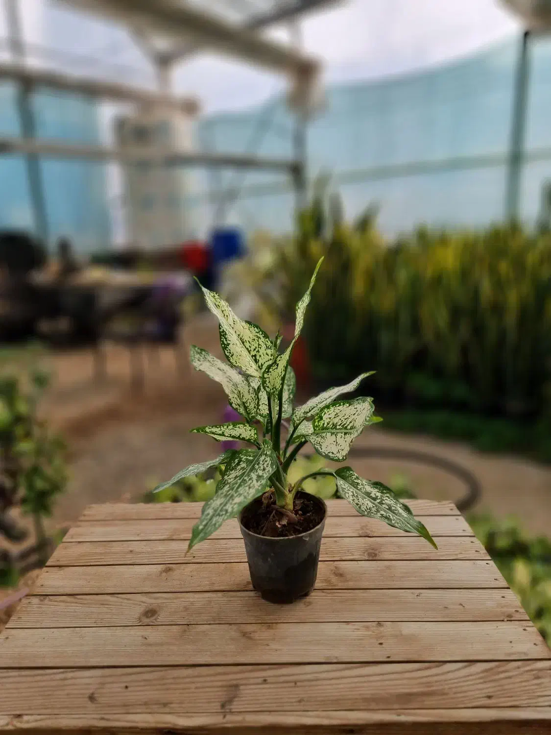 اگلونما برفی|گل و گیاه طبیعی|کلاردشت, |دیوار