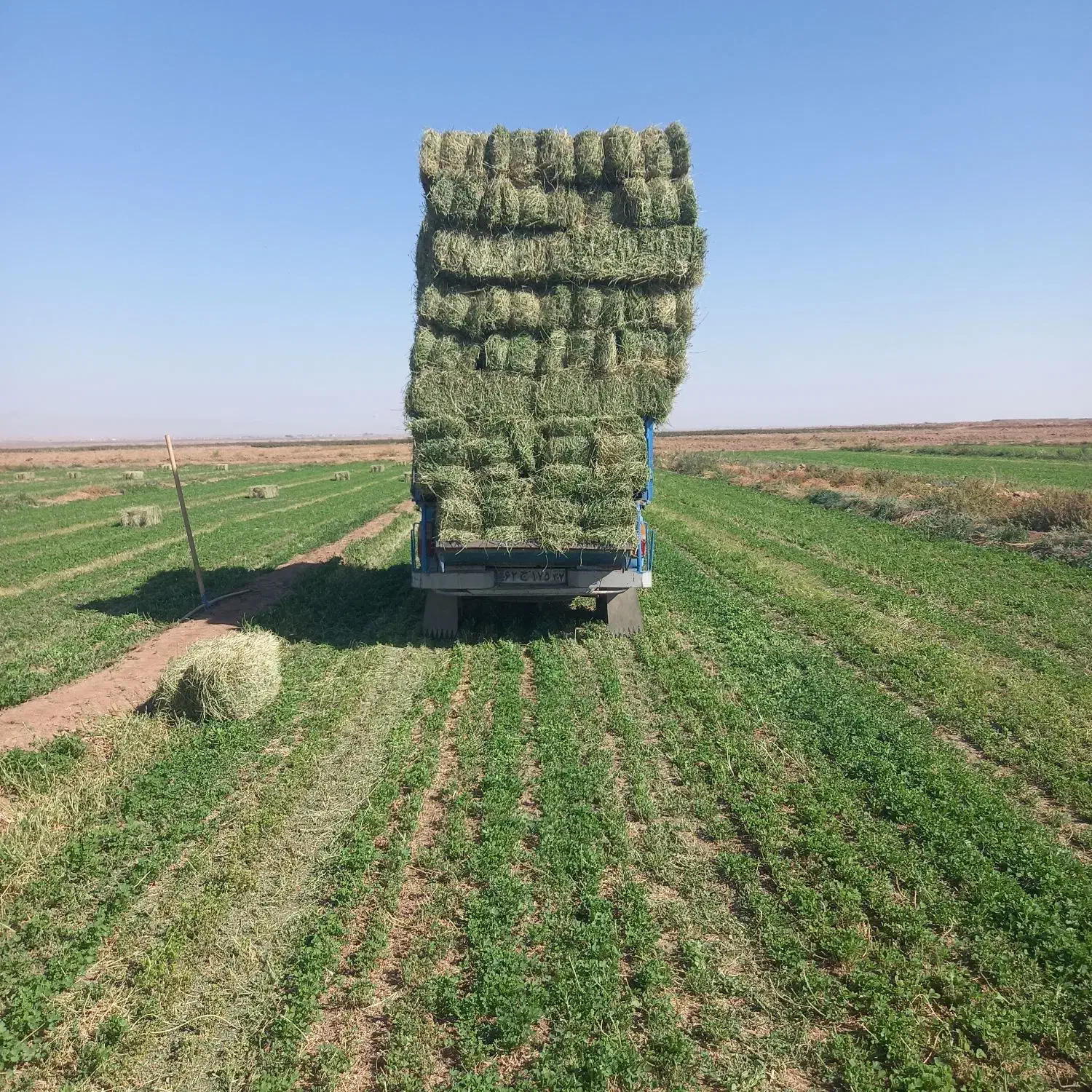 یونجه انباری|خدمات باغبانی و درختکاری|سبزوار, قلعهنو دهزار|دیوار