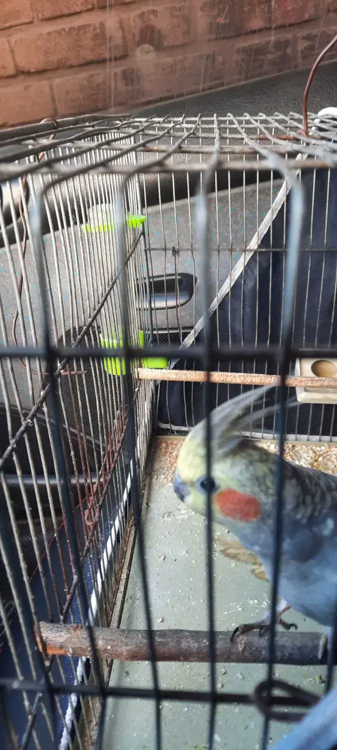 عروس هلندی|پرنده|گلپایگان, |دیوار