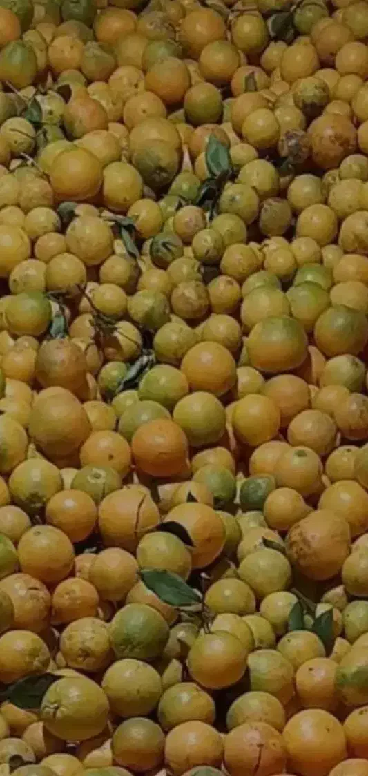 نارنج|خوردنی و آشامیدنی|گرگان, |دیوار