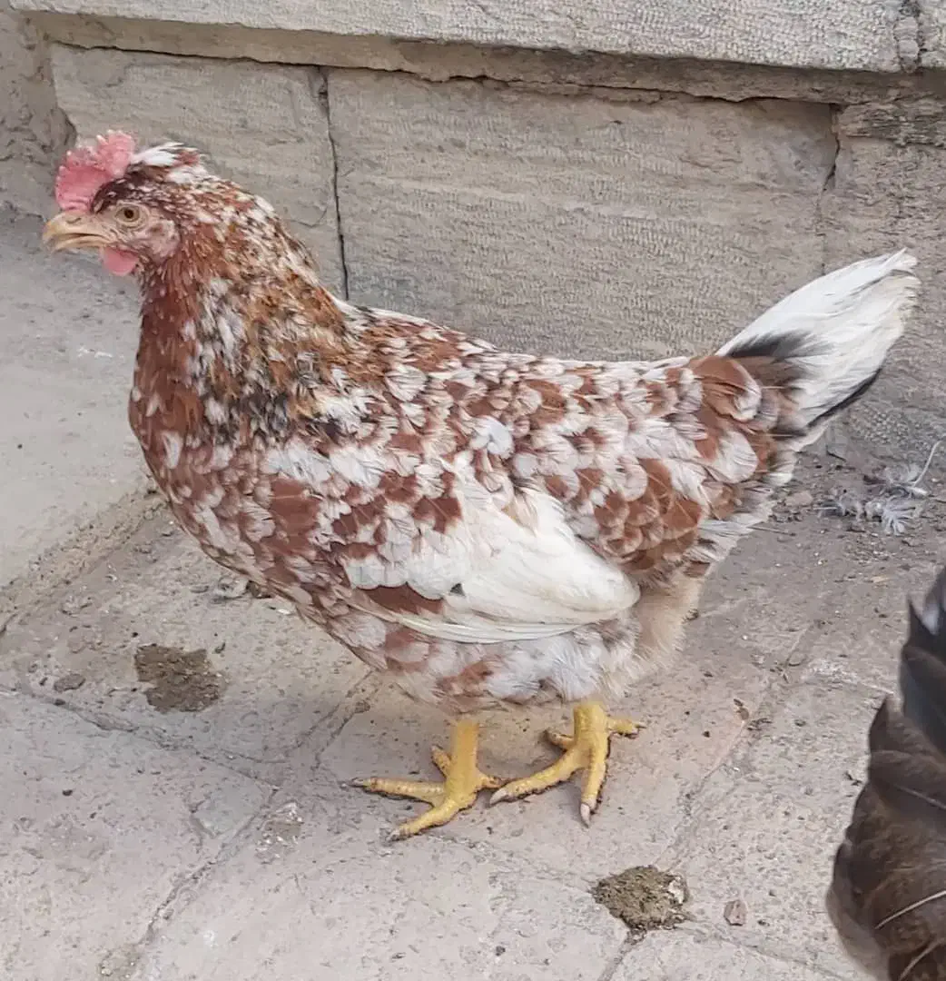 مرغ گلین|حیوانات مزرعه|اصفهان, وحید|دیوار