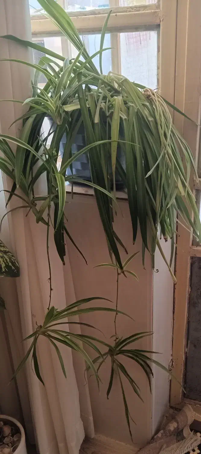 گل طبیعی|گل و گیاه طبیعی|نیشابور, شهرک رسولی|دیوار